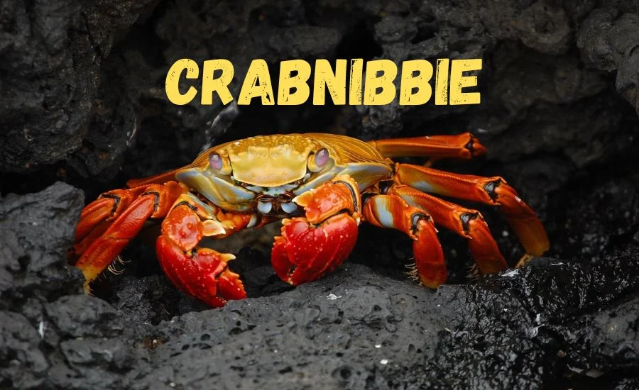 crabnibbie